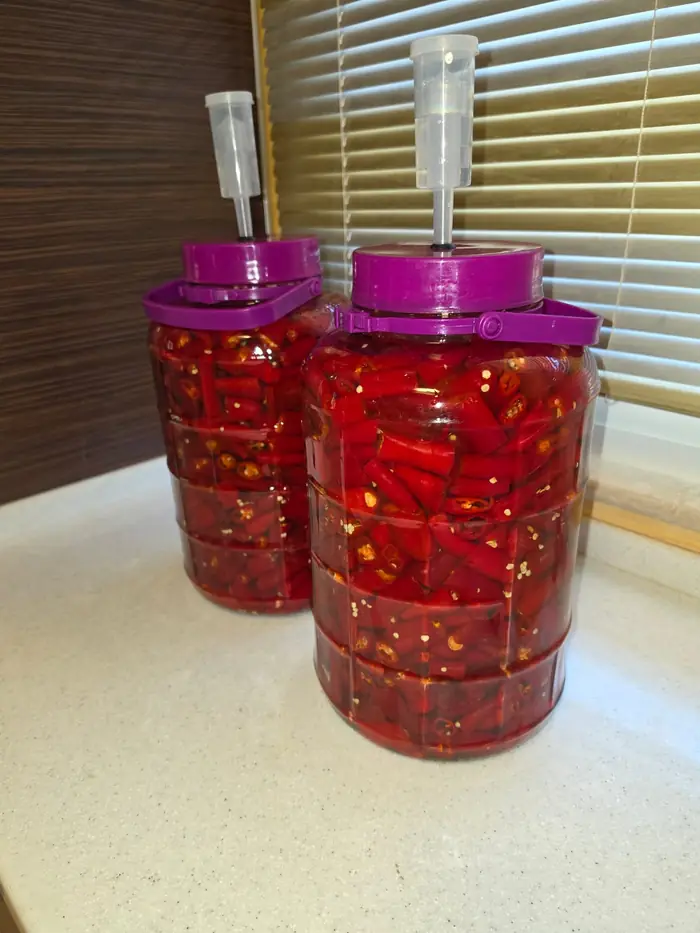 Jars of chilies fermenting