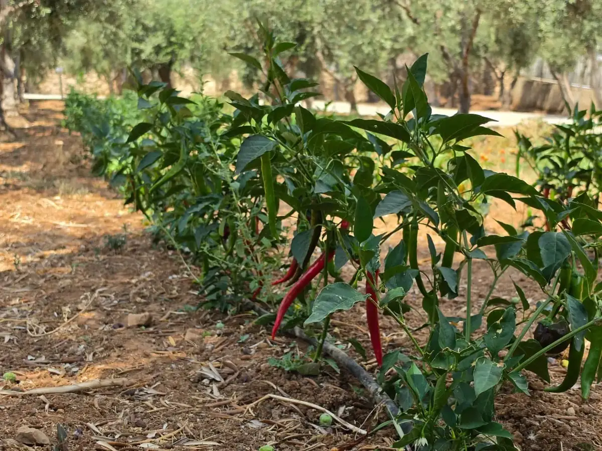 Rows of chili plants between olive trees