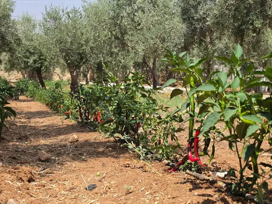 Chili plants growing between olive trees at Tal Al Rumman